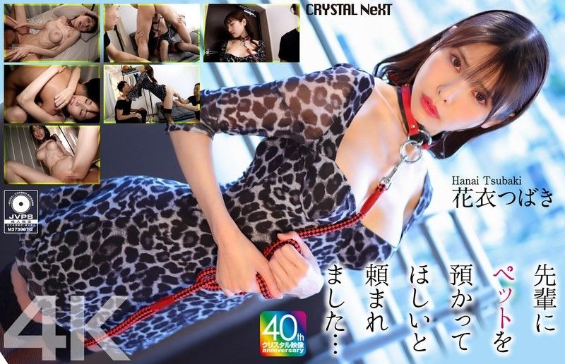 CRNX-254 [4K] 学长拜託我照顾他的宠物…花衣椿